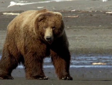 Τρίχρονος χάθηκε για δύο ημέρες σε δάσος - Είπε ότι έκανε...παρέα με αρκούδα